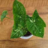 Syngonium Panda Galaxy (Very Rare), with 5.5 inches white decor pot